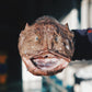 Monkfish