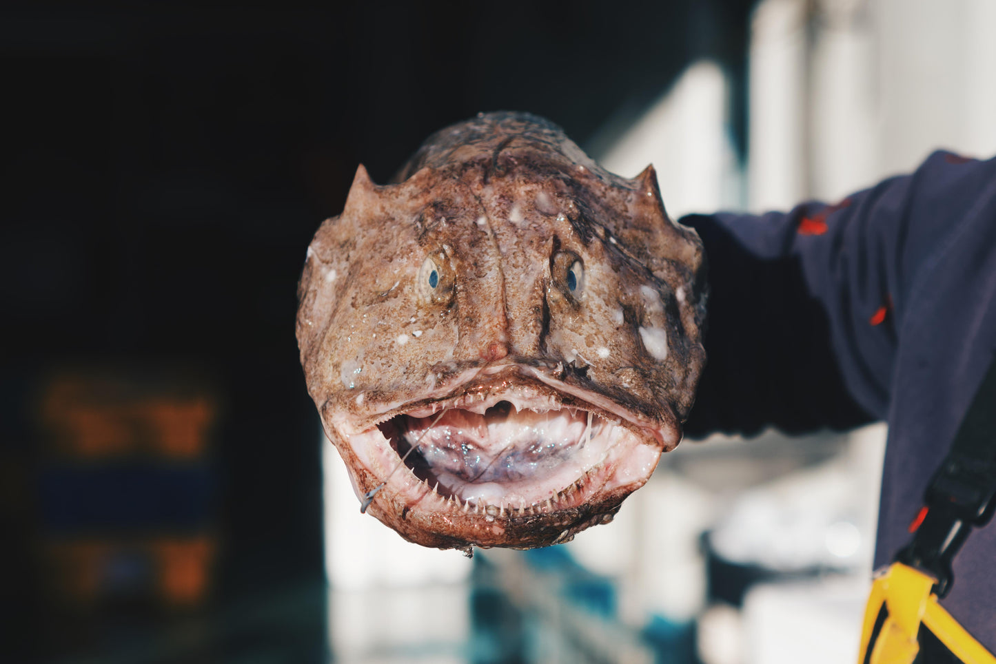 Monkfish