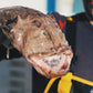 Monkfish Heads x 2