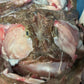 Monkfish Heads x 2