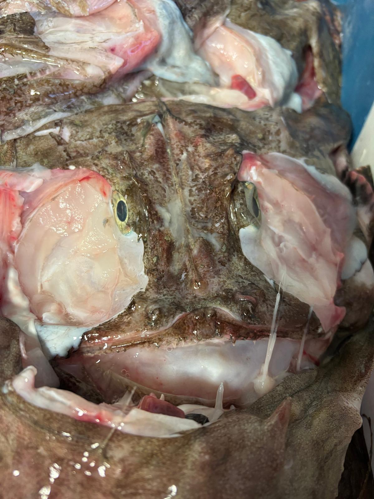 Monkfish Heads x 2