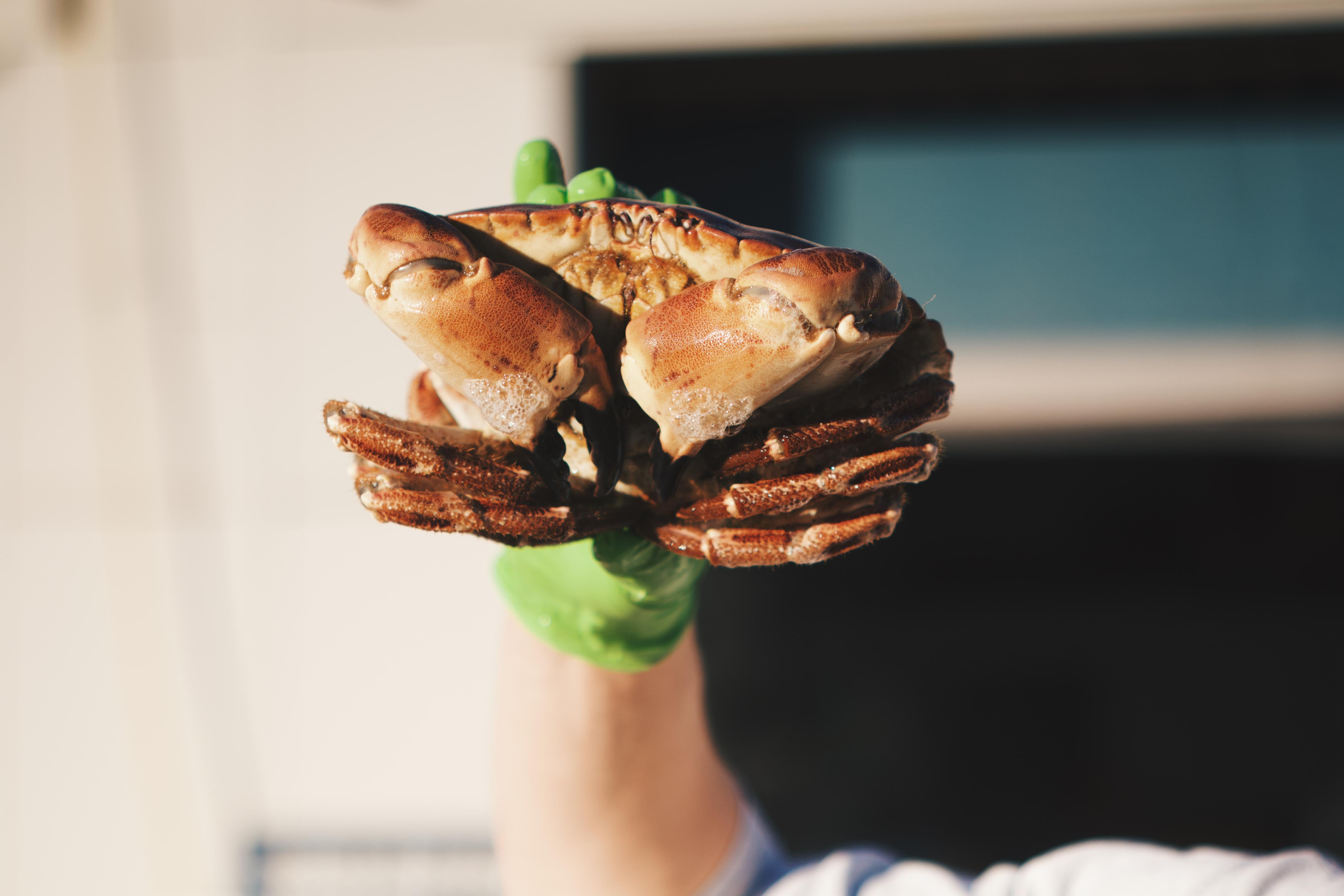 LIVE Brown Crab – Pesky