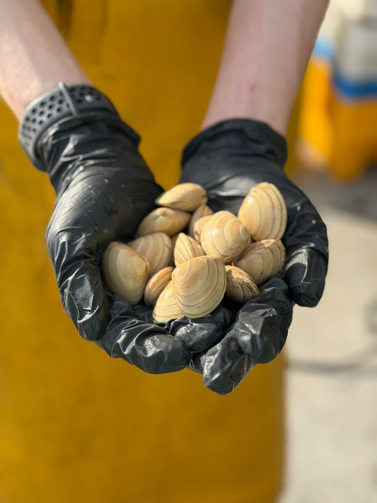 Scottish Surf Clams - 1KG