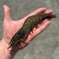 Welsh King Prawns - 300g - Serves 2-3