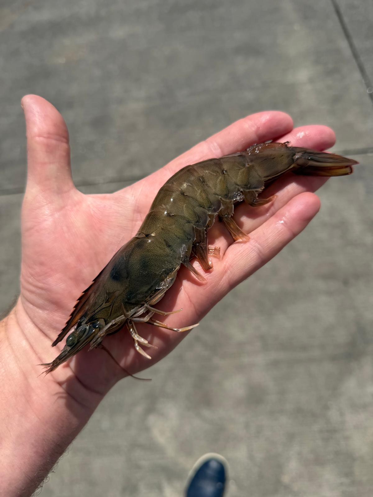Welsh King Prawns - 300g - Serves 2-3