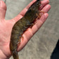 Welsh King Prawns - 300g - Serves 2-3