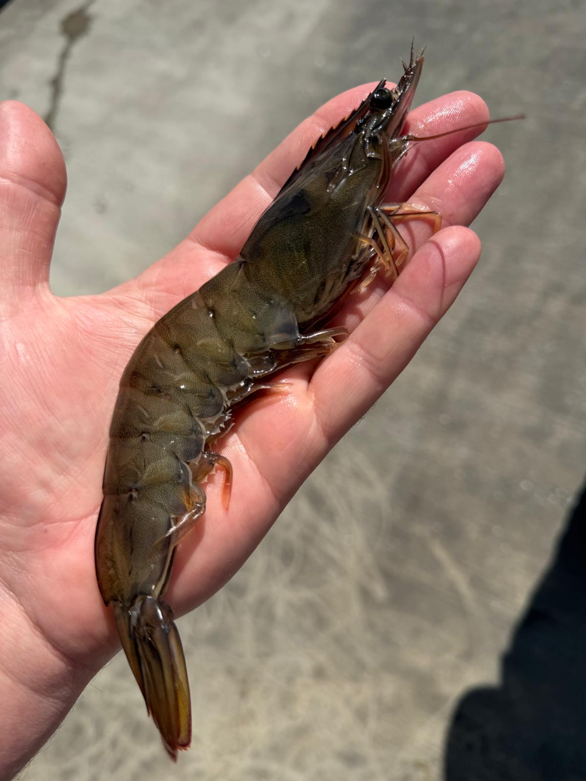 Welsh King Prawns - 300g - Serves 2-3