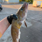 Wild Tusk Fillets