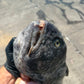 Wolf Fish Steaks