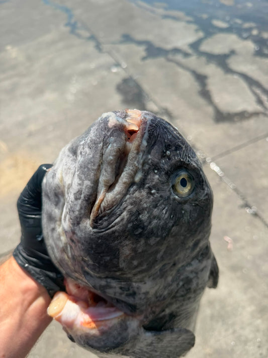 Wolf Fish Steaks