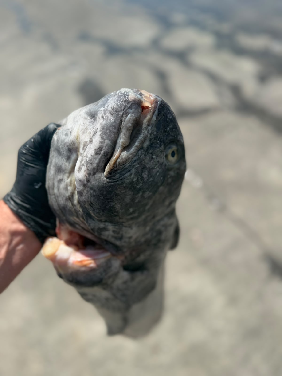 Wolf Fish Fillets