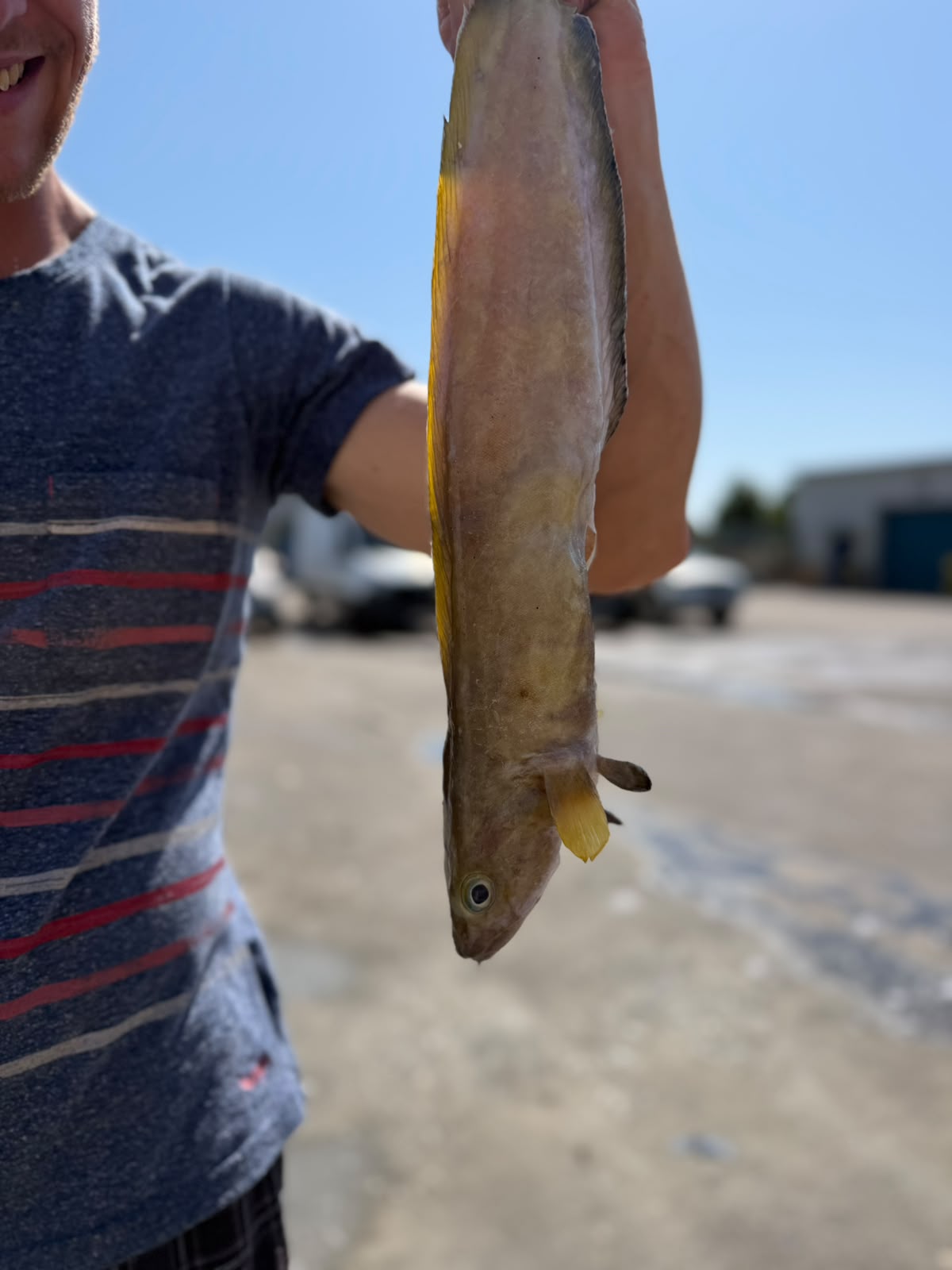 Wild Tusk