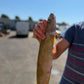 Wild Tusk