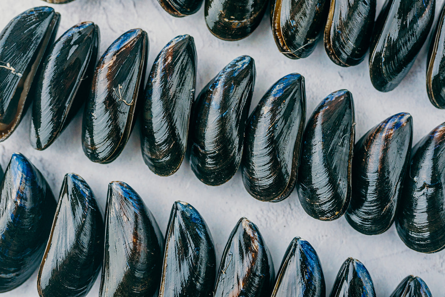 Mussels Regenerative aquaculture - Pesky