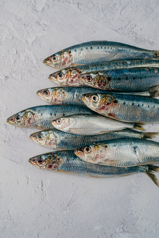 Sardines