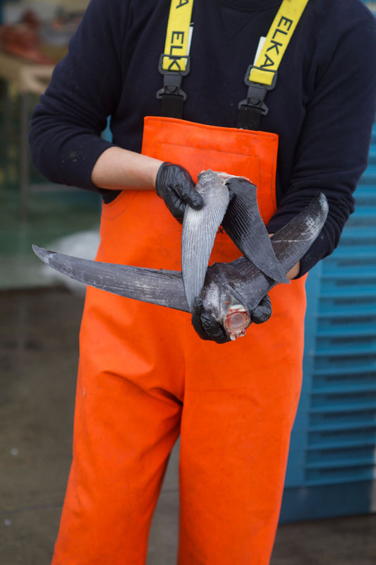 British Bluefin Tuna Tail and Fins