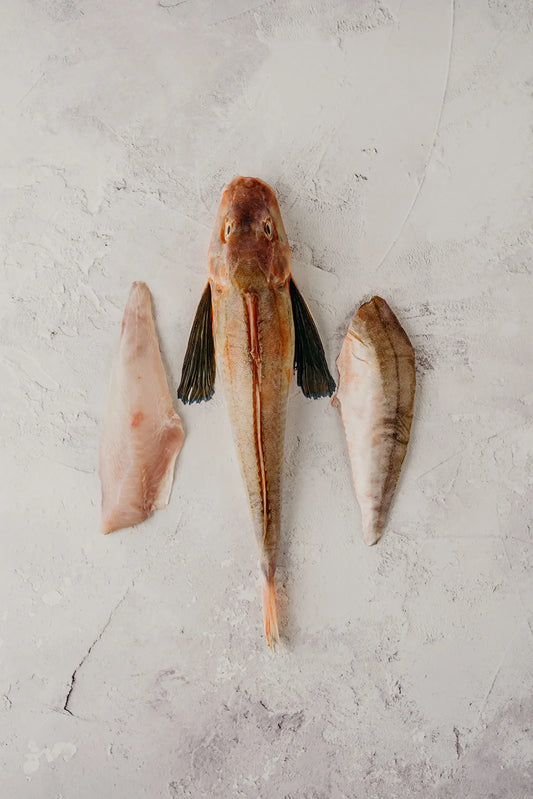 Gurnard