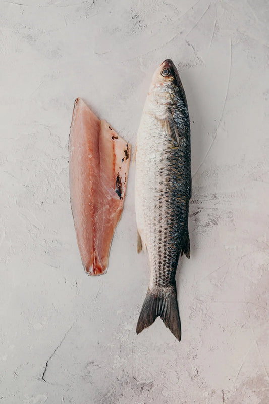 Grey Mullet